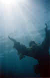 Dive8_s.jpg (98263 bytes)
